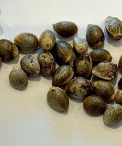 Fruity Pebbles Feminized Cannabis Seeds