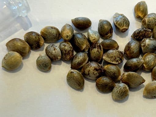 Fruity Pebbles Feminized Cannabis Seeds
