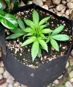 God Bud Regular Beginning Stages
