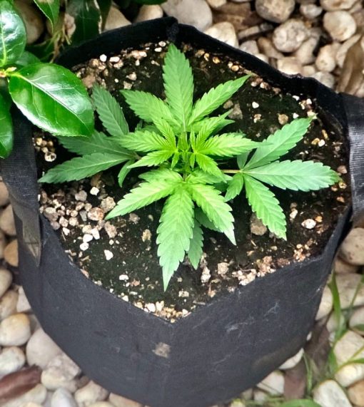 God Bud Regular Beginning Stages