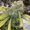 God Bud Regular Plant