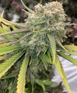 God Bud Regular Plant