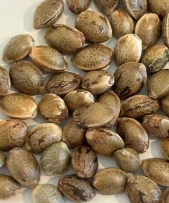 God Bud Regular Seeds