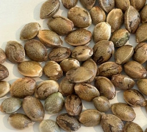 God Bud Regular Seeds