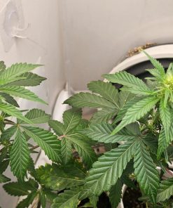 Godberry Autoflower Beginning Stages