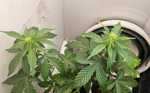 Godberry Autoflower Beginning Stages