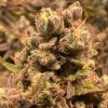 Godberry Autoflower Cannabis Plant