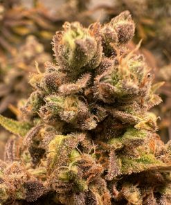 Godberry Autoflower Cannabis Plant