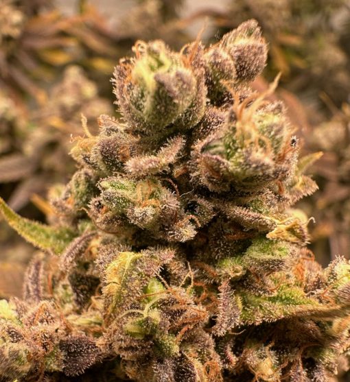 Godberry Autoflower Cannabis Plant