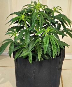 Gorilla Glue Autoflower Beginning Stages