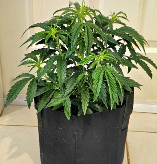 Gorilla Glue Autoflower Beginning Stages