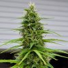 Gorilla Glue Autoflower Cannabis Plant