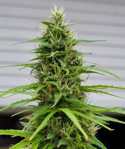 Gorilla Glue Autoflower Cannabis Plant
