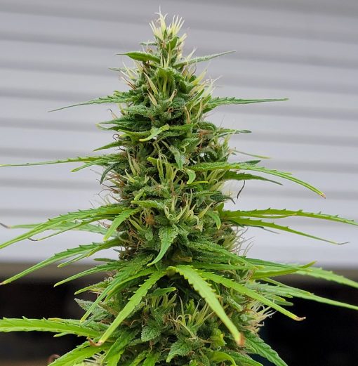 Gorilla Glue Autoflower Cannabis Plant