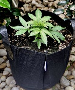 Holy Moly Feminized Plant Beginning Stages