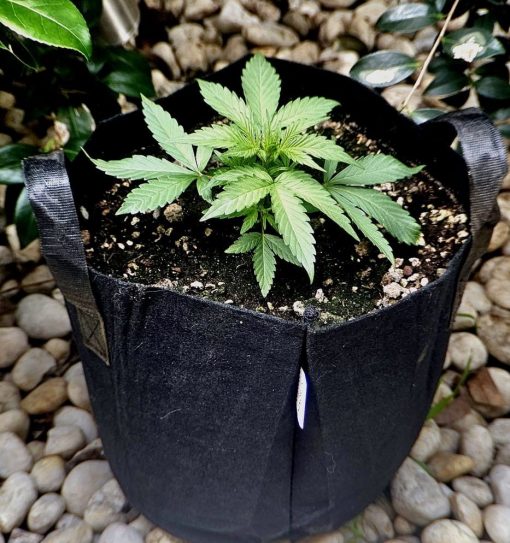 Holy Moly Feminized Plant Beginning Stages