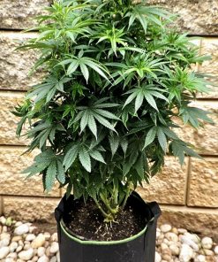 LA Confidential Feminized Beginning Stages