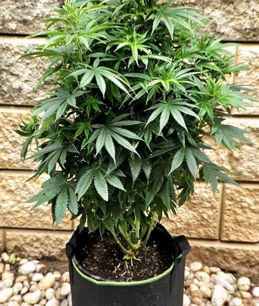 LA Confidential Feminized Beginning Stages
