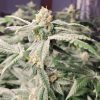 LA Confidential Feminized Cannabis Plant