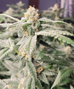 LA Confidential Feminized Cannabis Plant