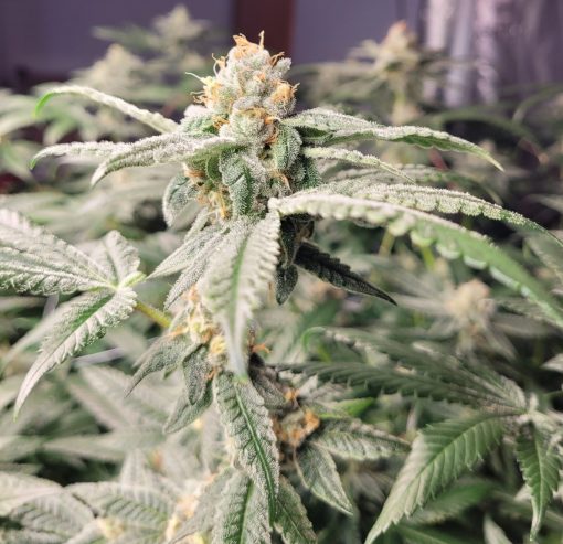 LA Confidential Feminized Cannabis Plant