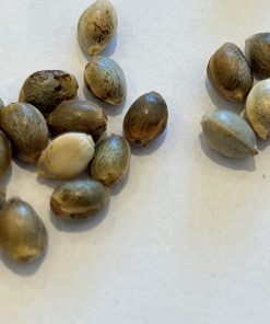 LA Confidential Feminized Cannabis Seeds
