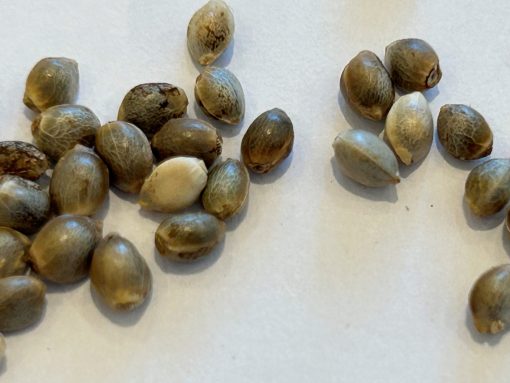 LA Confidential Feminized Cannabis Seeds