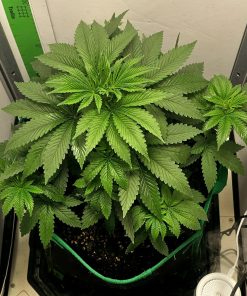 Maui Wowie Autoflower Beginning Stages