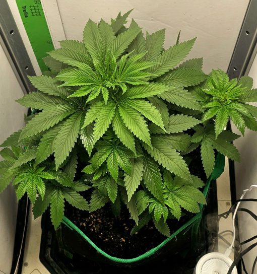 Maui Wowie Autoflower Beginning Stages