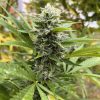 Maui Wowie Autoflower Cannabis Plant