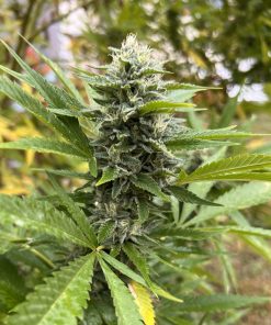 Maui Wowie Autoflower Cannabis Plant