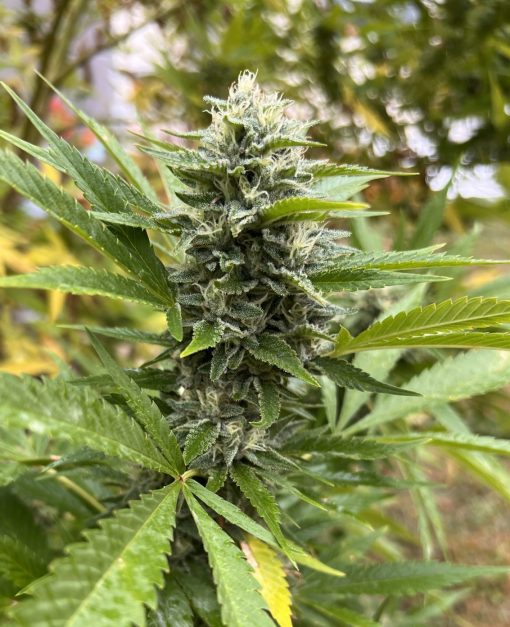 Maui Wowie Autoflower Cannabis Plant
