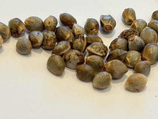 Maui Wowie Autoflower Cannabis Seeds