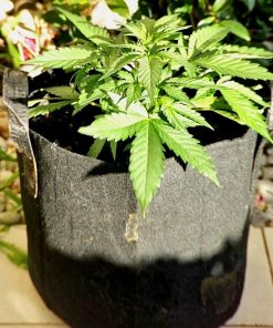 Pink Cadillac Feminized Early Stages