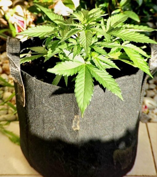 Pink Cadillac Feminized Early Stages