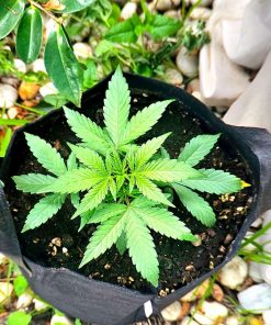 Pink Runtz Autoflower Beginning Stages