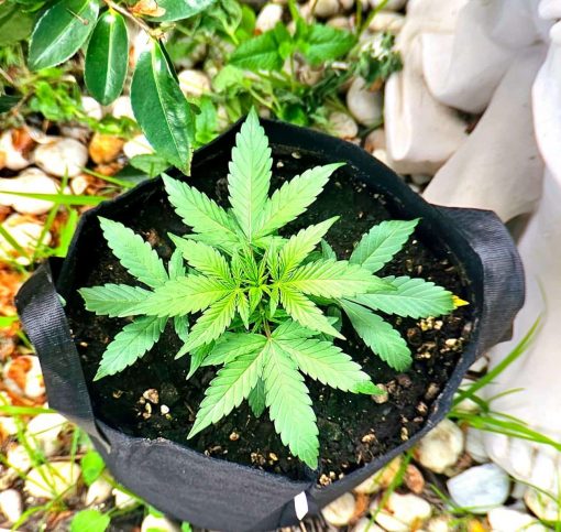 Pink Runtz Autoflower Beginning Stages
