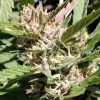 Pink Runtz Autoflower Cannabis Plant