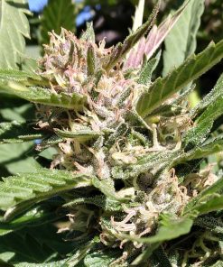 Pink Runtz Autoflower Cannabis Plant