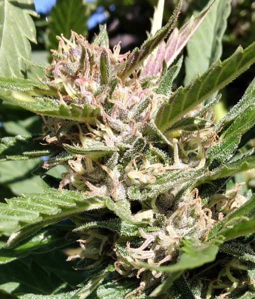 Pink Runtz Autoflower Cannabis Plant