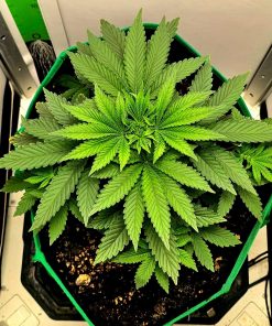 Purple Punch Autoflower Beginning Stages