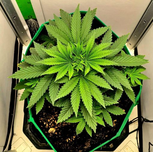 Purple Punch Autoflower Beginning Stages
