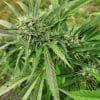 Purple Punch Autoflower Cannabis Plant