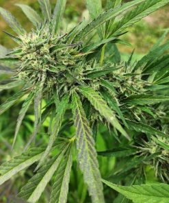 Purple Punch Autoflower Cannabis Plant