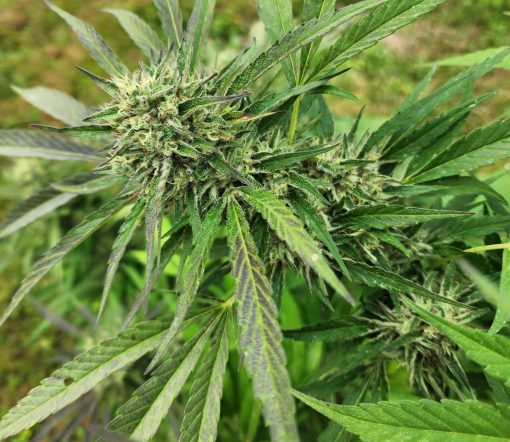 Purple Punch Autoflower Cannabis Plant