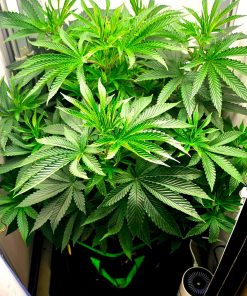 Red Rhino Feminized Beginning Stages