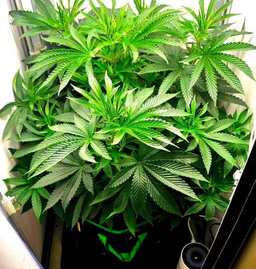 Red Rhino Feminized Beginning Stages