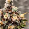 Red Rhino Feminized Cannabis Plant