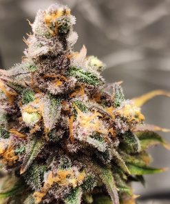 Red Rhino Feminized Cannabis Plant