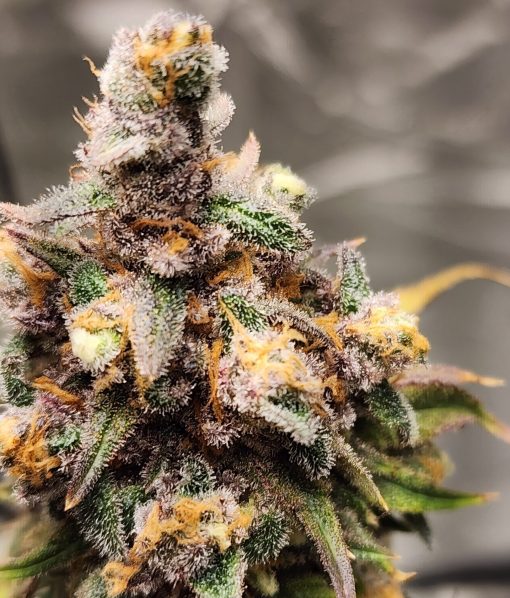 Red Rhino Feminized Cannabis Plant